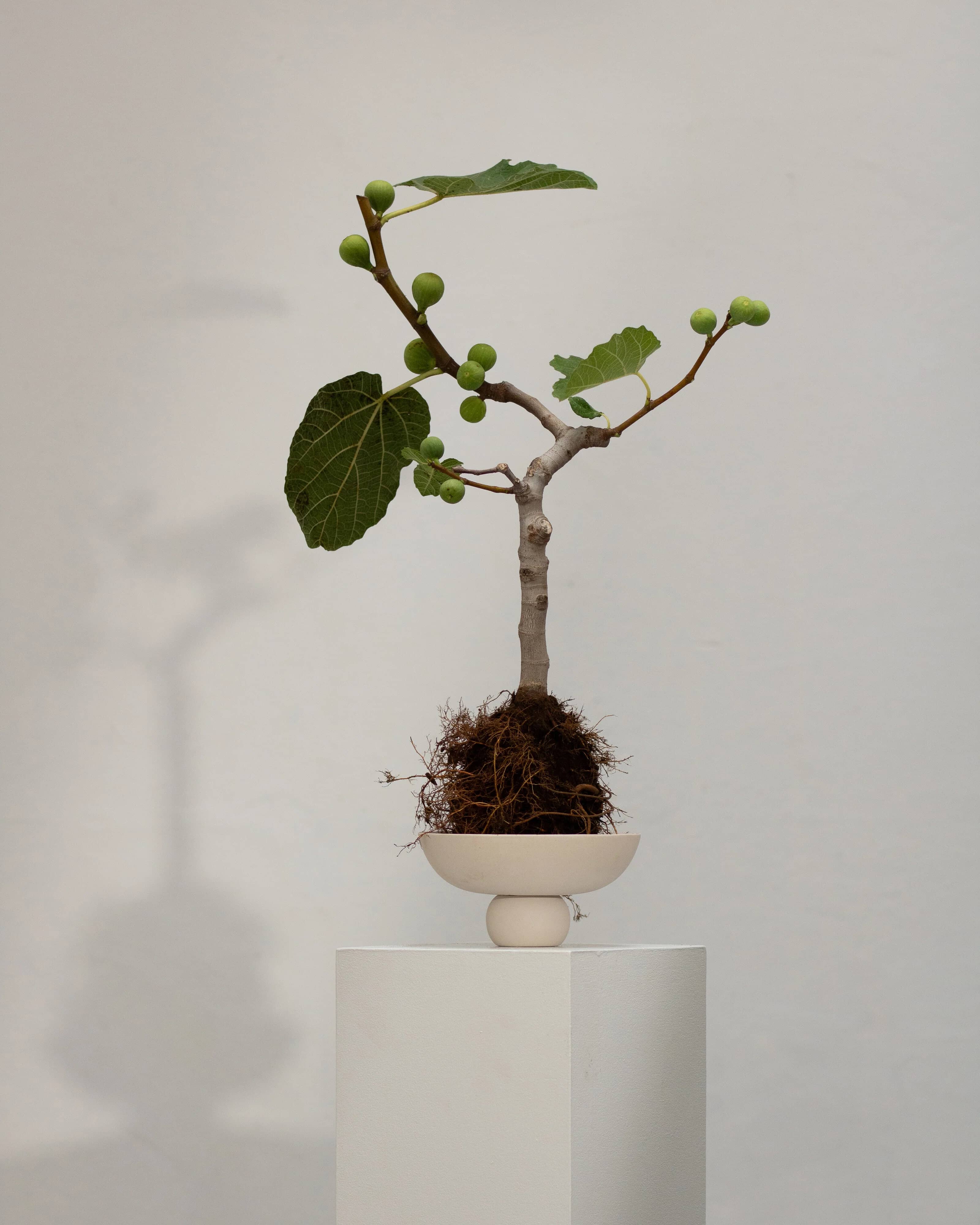 Чаша Baburu Mini — Birch 7