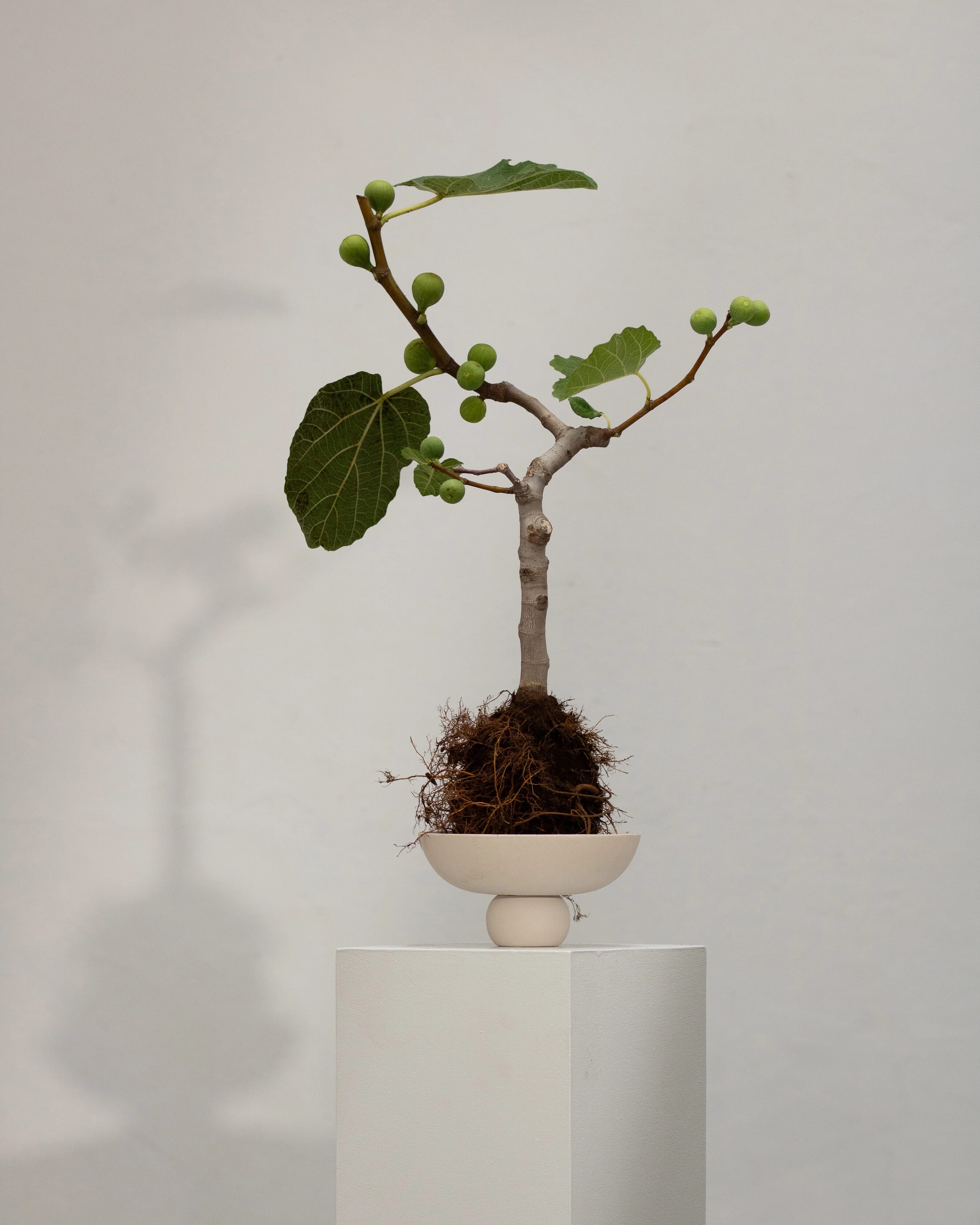 Чаша Baburu Mini — Birch